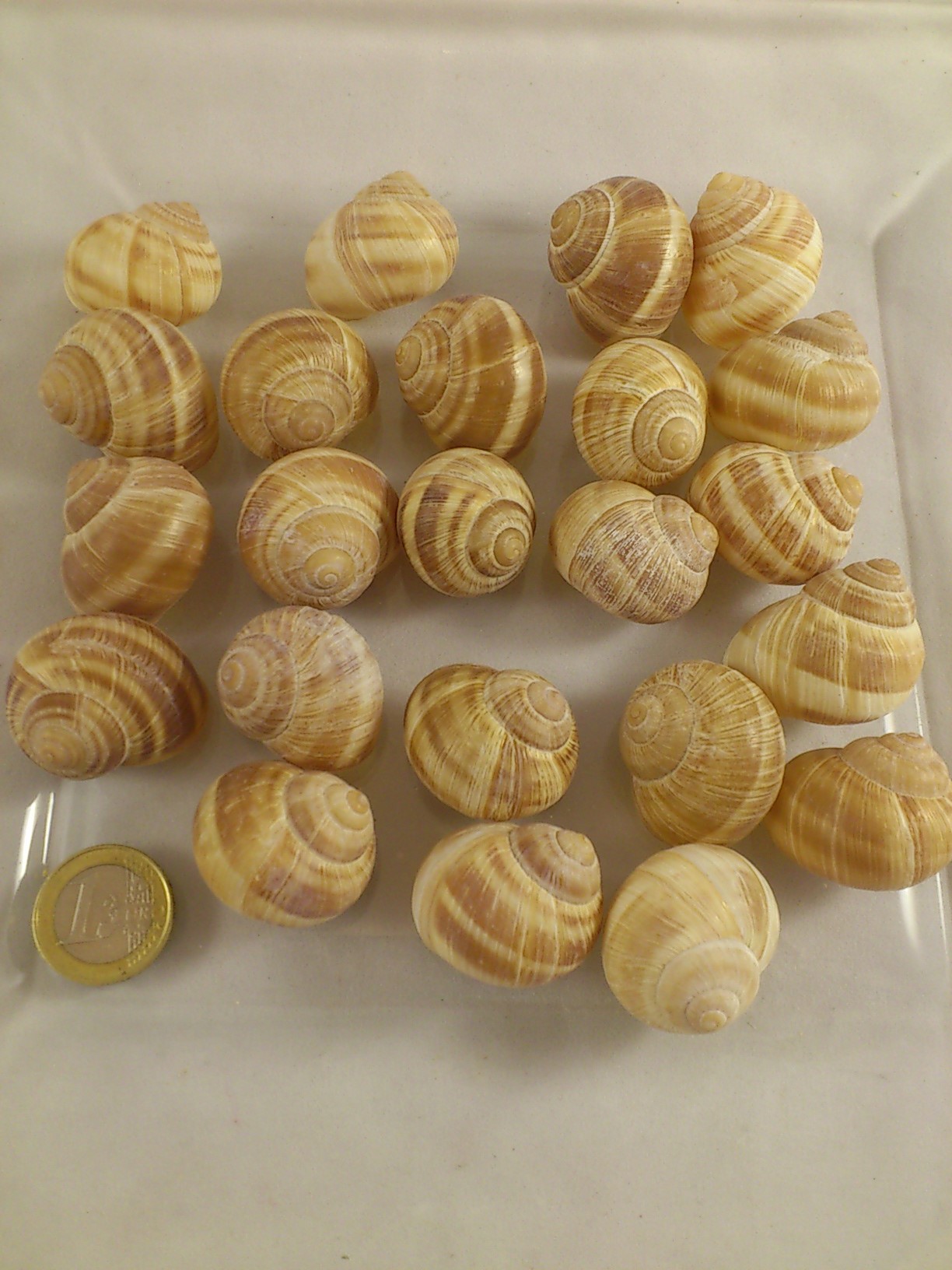 Coquille d'escargot natural 3 cm 50 gr. Bloemschikken